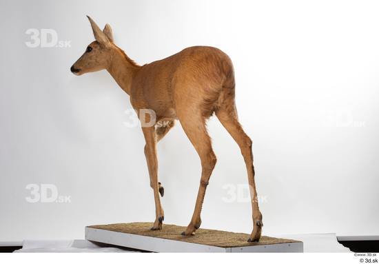 Whole Body Deer Animal photo references