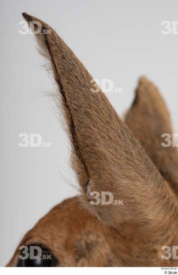 Ear Deer Animal photo references