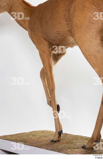 Leg Deer Animal photo references