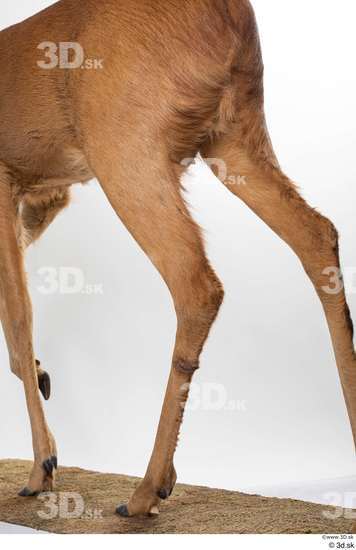 Leg Deer Animal photo references