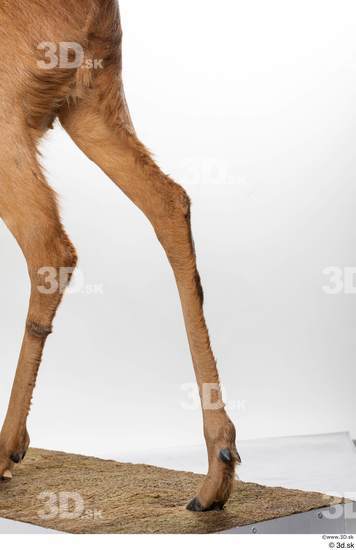 Leg Deer Animal photo references