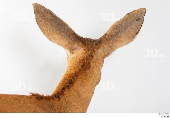 Head Deer Animal photo references