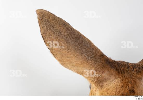 Ear Deer Animal photo references