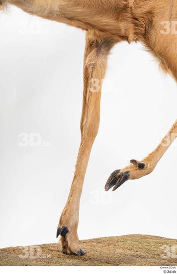 Leg Deer Animal photo references