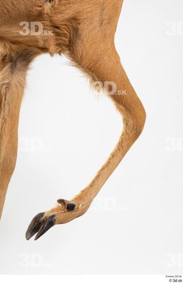 Leg Deer Animal photo references