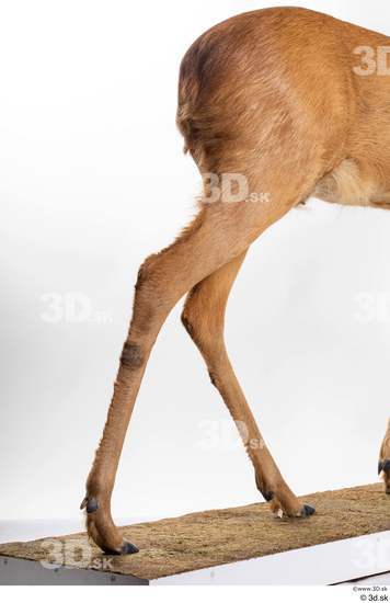 Leg Deer Animal photo references