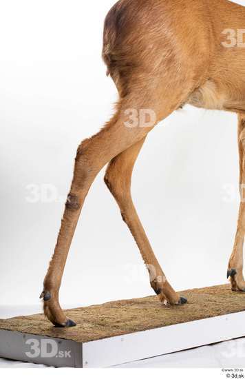 Leg Deer Animal photo references