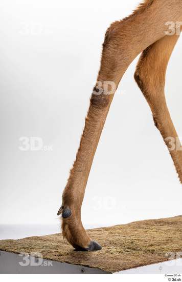 Leg Deer Animal photo references