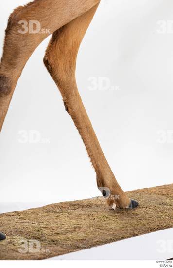 Leg Deer Animal photo references