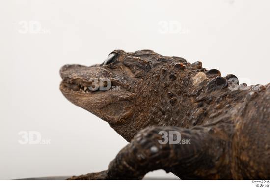 Head Crocodile Animal photo references