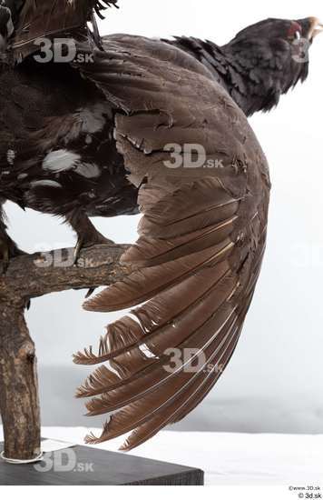 Back Bird Animal photo references