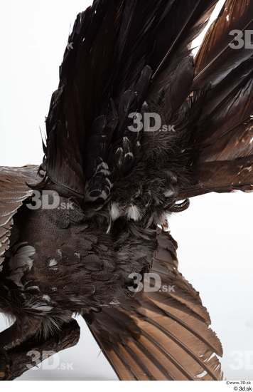 Tail Bird Animal photo references