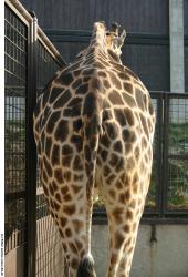 Bottom Giraffe