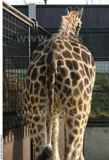 Giraffe 0011