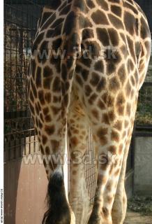 Giraffe 0012
