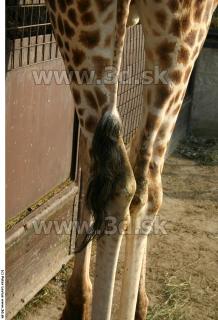 Giraffe 0013