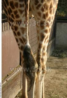 Giraffe 0014