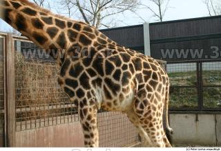 Giraffe 0019