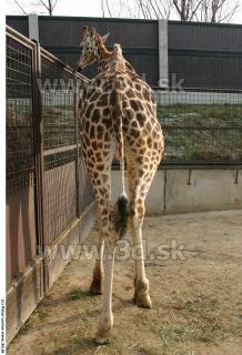 Giraffe 0032