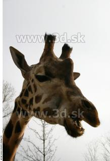 Giraffe 0039