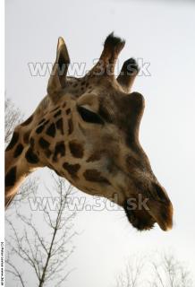 Giraffe 0041