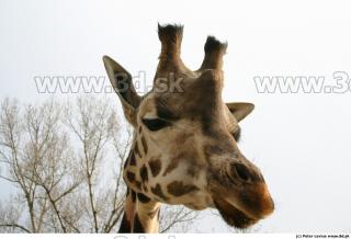 Giraffe 0042