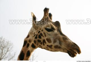 Giraffe 0044