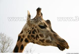 Giraffe 0045
