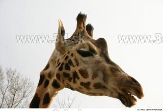 Giraffe 0046