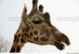 Giraffe 0047