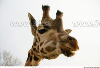Giraffe 0048