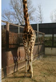 Giraffe 0049