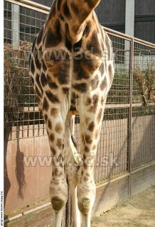 Giraffe 0051