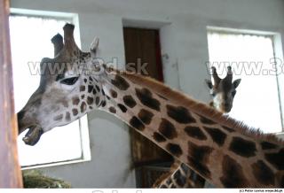 Giraffe 0056