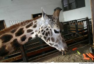 Giraffe 0063