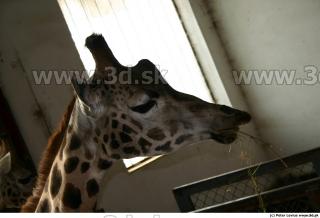 Giraffe 0071