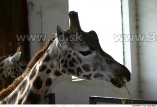 Giraffe 0072