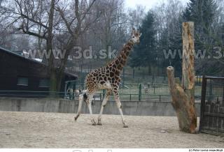 Giraffe poses 0002