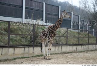 Giraffe poses 0003