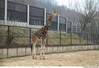 Giraffe poses 0004