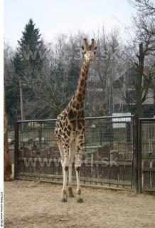 Giraffe poses 0005