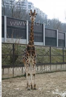 Giraffe poses 0006