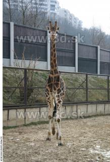 Giraffe poses 0007