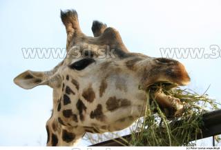 Giraffe poses 0010