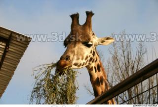 Giraffe poses 0011