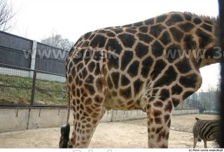 Giraffe poses 0015