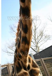 Giraffe poses 0017