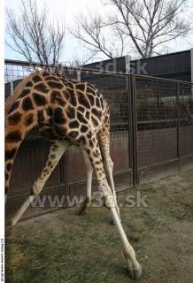 Giraffe poses 0019