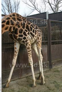 Giraffe poses 0020