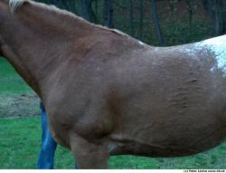 Upper Body Horse
